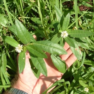 Alligator weed