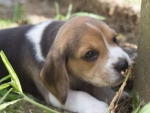 Before the puppies begin training they need names beginning with the letter "G".