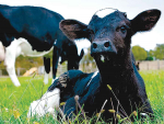 Calves with nutritional scours are often still bright.