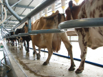 Editorial: Backing Dairy