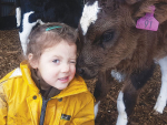 Nyla Lauridsen, 7, of Te Awamutu, won the 7 & Under section of the IHC photo competition run alongside the calf auction scheme with this photo of her sister Evie, 3, being licked by a calf. SUPPLIED
