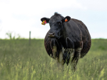 Why Dry-Off Sets Up Next Season’s Dairy Performance and Milk Production