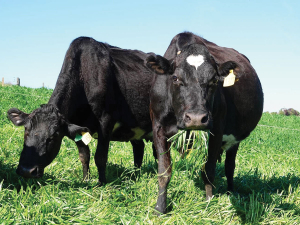 Cool season pasture is increasingly the most valuable feed farmers can generate at home.