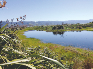 Wetlands are an important natural ecosystem.