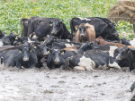 Images like this of cattle in mud sparked the winter grazing campaign last year.