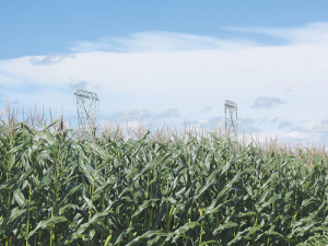 Maize adds value to a farm’s feed supply.