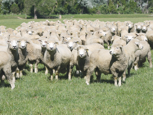 Reducing ewe mortality rates on farm by 2% could result in at least $28 million a year savings to the industry.