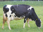 Cows with lower carbon footprint, higher milk yield