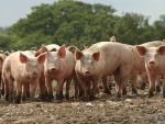 Until now pork exported to Australia has had to be processed into bacon or ham or pH treated.