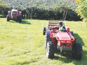 Until now, Whangarei’s 144ha of kiwifruit have been free of Psa.