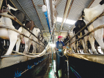 Australian milk production could rise at least 2% this year, according to the latest forecast.