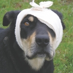 Who pays when the vet is called?