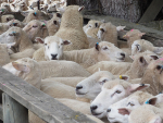 Research shows that lambing percentages increase by 6–10% for every extra unit of body condition score at mating.