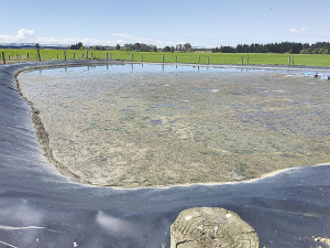 10 days after adding Biostack, the sludge has lifted from the base of the pond and the odour has noticeably reduced.