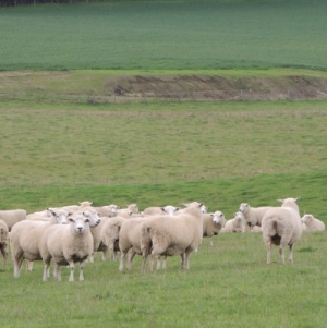 All the gear to raise lambing