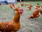 Chicken prices on the rise