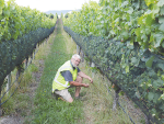 AgResearch plant scientist Trevor James inspecting herbicide resistant ryegrass.