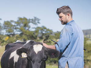 Fraser Hasnip says drafting calving cows out of the springer mob is no longer is a game of bullrush on his Waikato farm.