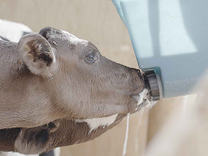 To attract calves to the teat, Thriver teats come with a vanilla scent.