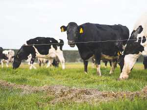 The three weeks before and after calving will set up the cow’s reproductive system for the whole season.