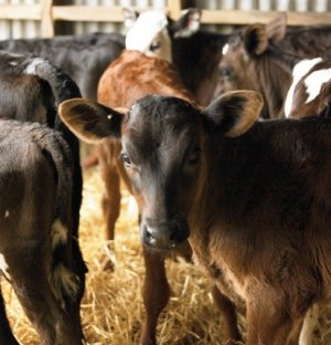 Dehydration kills calves, not scours