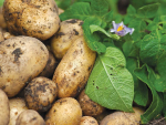 Potatoes New Zealand annual report says the overall value of the industry including the domestic and export markets was $1.095 billion.