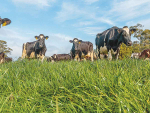 From dry to damp: getting your pastures ready