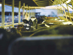 The milking environment is ideal for bacterial growth.