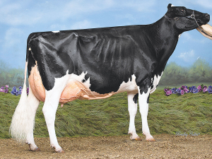 The granddam of Lot 15, Windy Vale Windbrook Frosty-Imp-ET; her granddaughter sold for $8500.