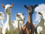 Small Oz dairy goat industry has big potential
