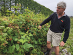 Canterbury raspberry grower Ian Johnston says untimely rain prior to Christmas cost him a lot of money.