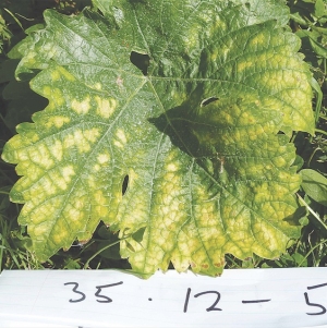 This Sauvignon Blanc leaf tested negative despite symptoms