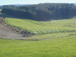 DairyNZ welcomes moves to improve winter grazing rules.