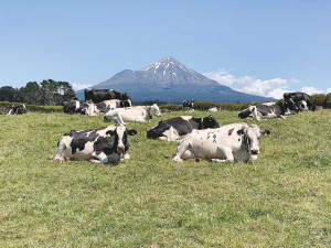 Ian McCormack is selling his Taranaki stud.