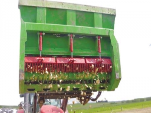 Fodder beet cut into right size for cows.