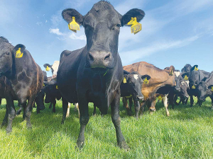 Digestibility, a measure of pasture quality and nutritional value, is one of the most important factors for increasing milk or meat production.