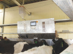 Cows in Graeme Hall’s herringbone shed enjoy a feed from the travelling PPP Experto Lopper.