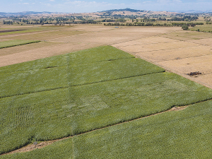 It is times like these that the extra stack of silage or the extra paddock of maize silage prove to be very valuable.