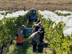 Kumeu River Wines. Vintage 2025