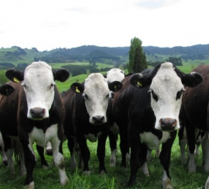 Herefords add value for dairy farmers