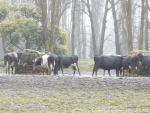 The new water regulations that come into force on September 3 focus on managing perceived “at-risk farming practices” – such as winter grazing.