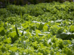 New hydroponic technology will be trialled with financial backing from the Government.