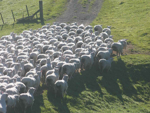 The most important aspect of farming is stock management, as regards grazing.