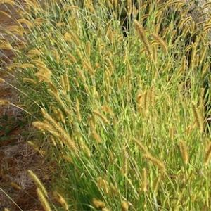 Yellow Bristle Grass