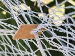 The biodegradable clips are designed to replace traditional plastic clips that are used to hold nets over crops to keep birds and other pests away.