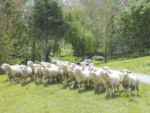 Using worm resistant rams are a good way for sheep farmers to control worm burdens in their flocks.