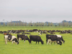 Grass growing conditions over the summer months will be another key variable to this season’s milk price.
