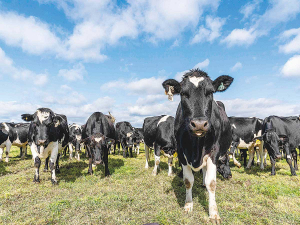 A Tokoroa farmer has been fined $17,5000 for the deaths of 11 cattle.