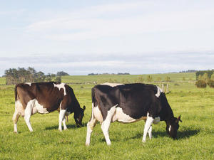 A cow&#039;s production worth is more than just the milksolids it produces.