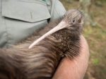 Much loved Two Toes being released completely free of his monitoring and tracking device into the Tanekaha predator controlled area.